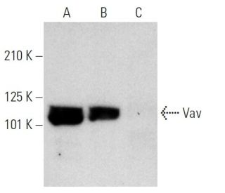Vav Antibody (E-4) - Western Blotting - Image 4285 
