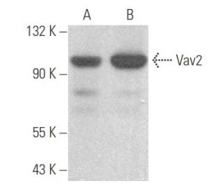 western blotting image from recommended Vav2 (F-6) monoclonal antibody replacement. Image 355667