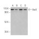 Vav3 Antibody (F-11) - Western Blotting - Image 401027