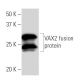 VAX2 Antibody (VAX2A8F12) - Western Blotting - Image 16880