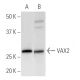 VAX2 Antibody (VAX2A8F12) - Western Blotting - Image 399591 