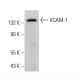 VCAM-1 Antibody (1G11) - Western Blotting - Image 380607 