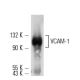 VCAM-1 Antibody (P3C4) - Western Blotting - Image 5071