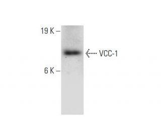 VCC-1 Antibody (B-3) - Western Blotting - Image 309620