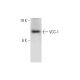 VCC-1 Antibody (B-3) - Western Blotting - Image 309620
