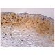 VCP Antibody (G-8) - Immunohistochemistry - Image 159627 