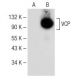 VCP Antibody (G-8) - Western Blotting - Image 147906