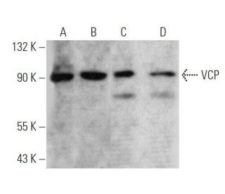 VCP Antibody (G-8) - Western Blotting - Image 356265 