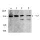 VCP Antibody (G-8) - Western Blotting - Image 356265 