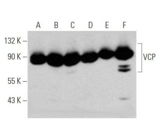 western blotting image from recommended VCP (D-9) monoclonal antibody replacement. Image 356263