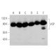 western blotting image from recommended VCP (D-9) monoclonal antibody replacement. Image 356263