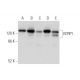 VCPIP1 Antibody (C-12) - Western Blotting - Image 344731 