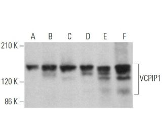 VCPIP1 Antibody (C-12) - Western Blotting - Image 372400 