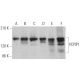 VCPIP1 Antibody (C-12) - Western Blotting - Image 372400 