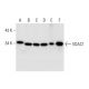 western blotting image from recommended VDAC1/Porin (B-6) monoclonal antibody replacement. Image 291869
