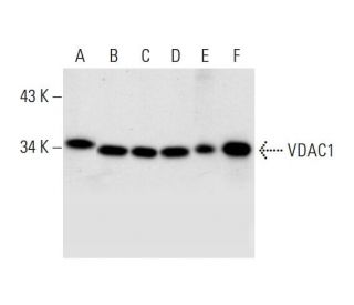 western blotting image from recommended VDAC1/Porin (B-6) monoclonal antibody replacement. Image 291869