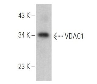 VDAC1/Porin Antibody (B-6) - Western Blotting - Image 360960