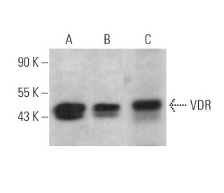 western blotting image from recommended Vitamin D Receptor/VDR (D-6) monoclonal antibody replacement. Image 362199