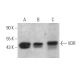 western blotting image from recommended Vitamin D Receptor/VDR (D-6) monoclonal antibody replacement. Image 362199