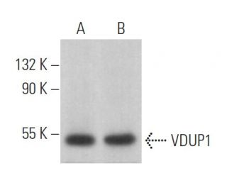 VDUP1 Antibody (B-2) - Western Blotting - Image 362193 