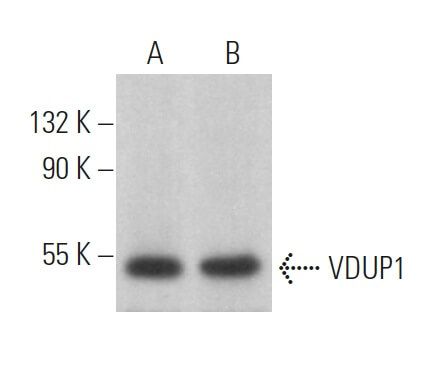 VDUP1抗体 (B-2) | SCBT - Santa Cruz Biotechnology