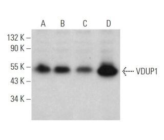 western blotting image from recommended VDUP1 (D-2) monoclonal antibody replacement. Image 374742