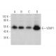 western blotting image from recommended VDUP1 (D-2) monoclonal antibody replacement. Image 374742