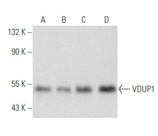 VDUP1 Antibody (H-12) - Western Blotting - Image 354933 