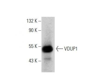 VDUP1 Antibody (D-2) - Western Blotting - Image 133375 