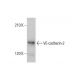 VE-cadherin-2 Antibody (F-4) - Western Blotting - Image 348629