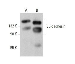 VE-cadherin Antibody (BV9) - Western Blotting - Image 377728 