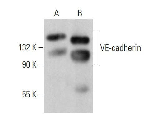 VE-cadherin Antibody (BV9) | SCBT - Santa Cruz Biotechnology