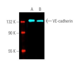 VE-cadherin Antibody (F-8) - Western Blotting - Image 391504 