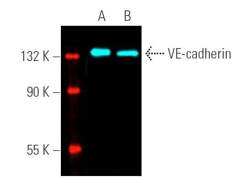 VE cadherin Antibody F 8 SCBT Santa Cruz Biotechnology