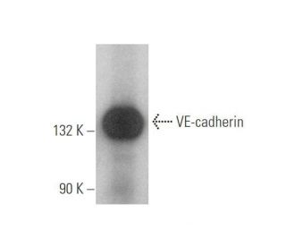 western blotting image from recommended VE-cadherin (F-8) monoclonal antibody replacement. Image 350006