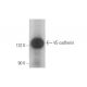 western blotting image from recommended VE-cadherin (F-8) monoclonal antibody replacement. Image 350006