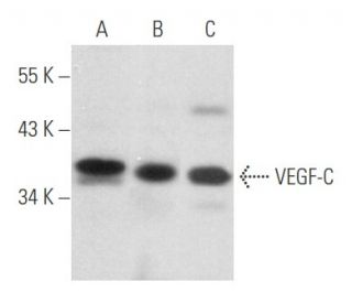 western blotting image from recommended VEGF-C (E-6) monoclonal antibody replacement. Image 357422