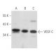western blotting image from recommended VEGF-C (E-6) monoclonal antibody replacement. Image 357422
