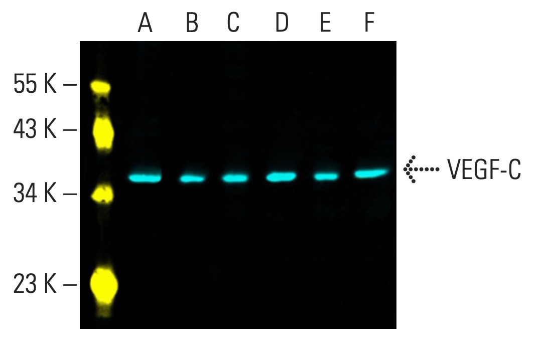 gamt さま専用 7777-SENGOKU441238 | RTX5060Ti 8GB Ryzen7-5700X メモリ DDR4