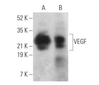 VEGF Antibody (C-1) - Western Blotting - Image 361806