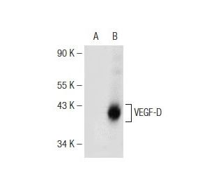 western blotting image from recommended VEGF-D (C-12) monoclonal antibody replacement. Image 146807