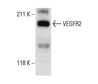 VEGFR2 Antibody (A-3) - Western Blotting - Image 11077 
