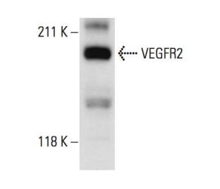 Flk-1/KDR/VEGFR2 Antibody (A-3) - Western Blotting - Image 11077 
