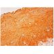 Flk-1/KDR/VEGFR2 Antibody (F-10) - Immunohistochemistry - Image 306956