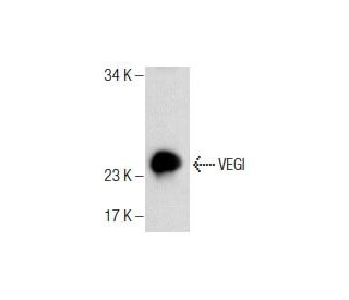 VEGI Antibody (1A3) - Western Blotting - Image 286873
