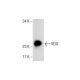 VEGI Antibody (1A3) - Western Blotting - Image 286873