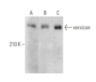 versican Antibody (4C5) - Western Blotting - Image 375058 