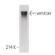 versican Antibody (4C5) - Western Blotting - Image 399650
