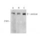 western blotting image from recommended versican (4C5) monoclonal antibody replacement. Image 375058