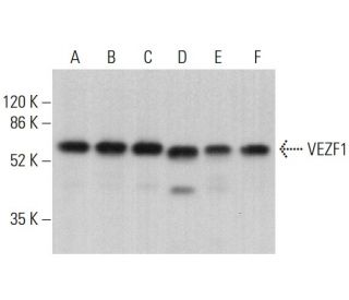 VEZF1 Antibody (B-4) - Western Blotting - Image 376336 